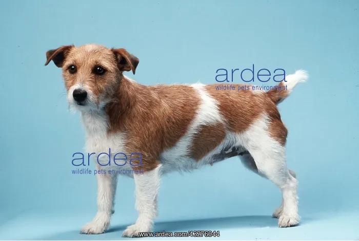 : JACK RUSSELL TERRIER DOG : JACK RUSSELL TERRIER DOG