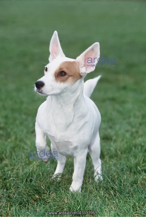 : JACK RUSSELL TERRIER DOG : JACK RUSSELL TERRIER DOG