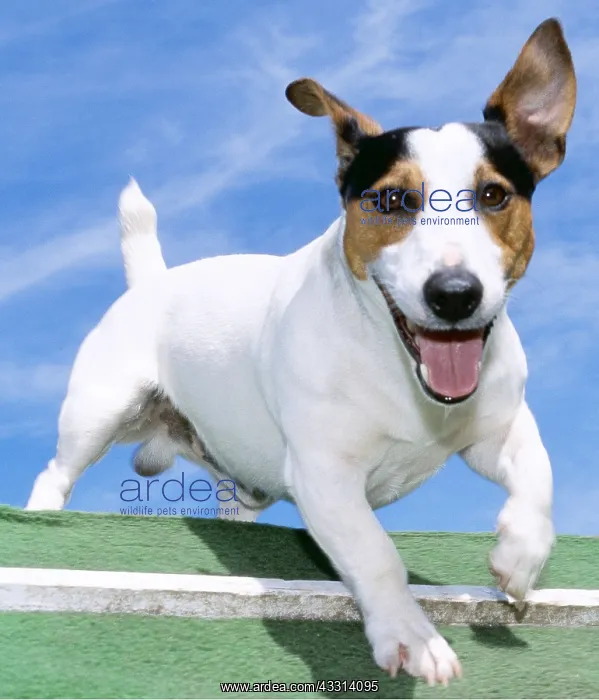 : Jack Russell Terrier DOG : Jack Russell Terrier DOG