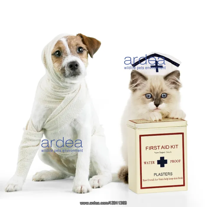 : Jack Russell Terrier Dog in a bandage with Ragdoll : Jack Russell Terrier Dog in a bandage with Ragdoll