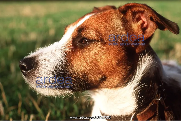 : JACK RUSSELL TERRIER DOG - Close up of face : JACK RUSSELL TERRIER DOG - Close up of face