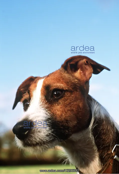 : JACK RUSSELL TERRIER DOG - Close-up head : JACK RUSSELL TERRIER DOG - Close-up head