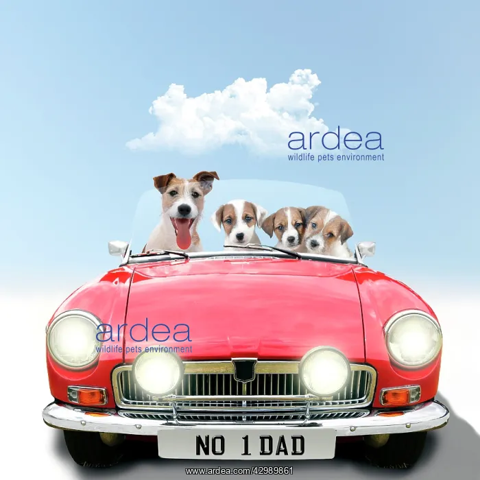  : Jack Russell Terrier Dog driving car, adult with puppies