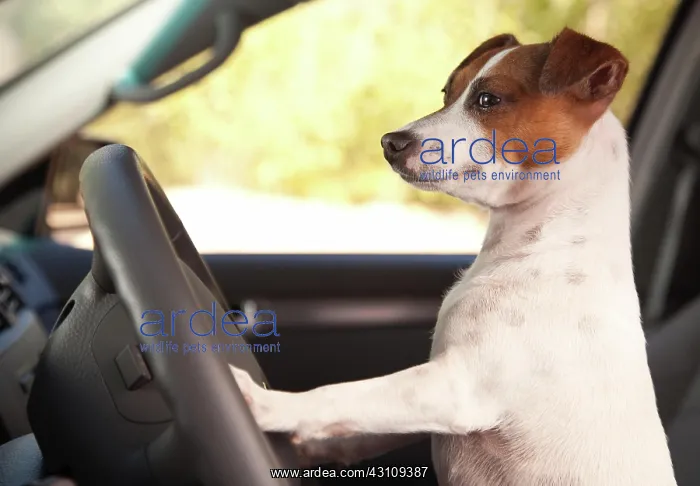 : Jack russell terrier dog enjoying a car ride : Jack russell terrier dog enjoying a car ride
