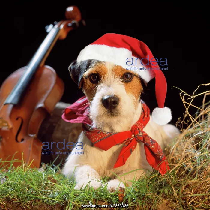 : Jack Russell Terrier Dog - in gypsy setting wearing : Jack Russell Terrier Dog - in gypsy setting wearing