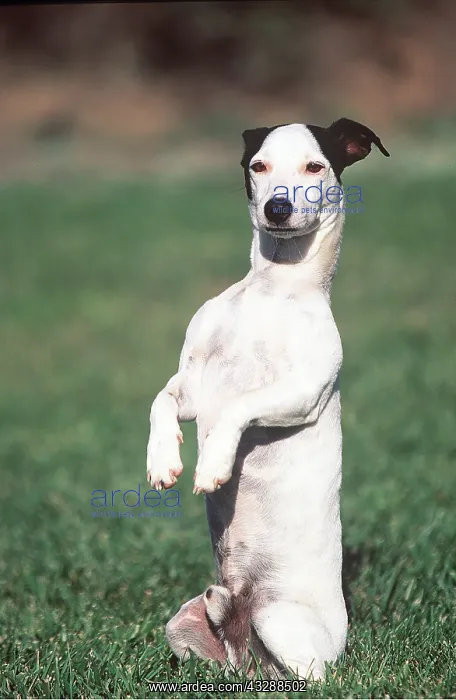 : JACK RUSSELL TERRIER DOG - up on hindlegs : JACK RUSSELL TERRIER DOG - up on hindlegs