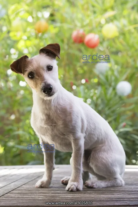  : Jack Russell Terrier Dog outdoors