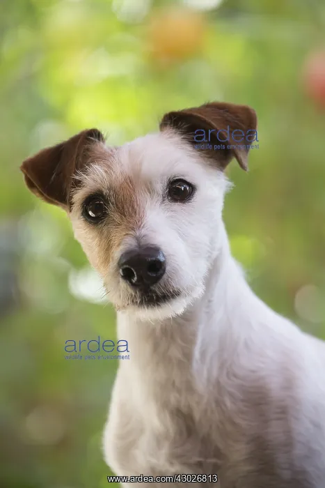  : Jack Russell Terrier Dog outdoors