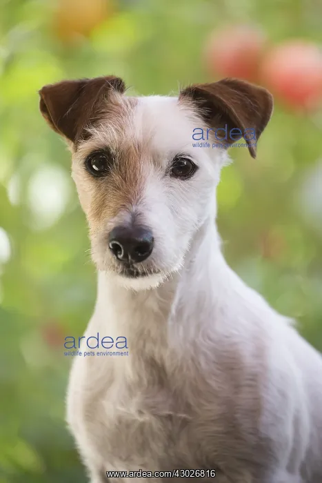  : Jack Russell Terrier Dog outdoors