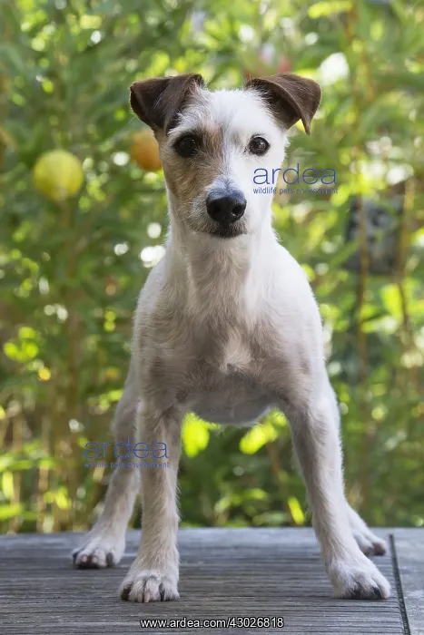  : Jack Russell Terrier Dog outdoors