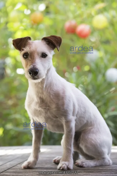  : Jack Russell Terrier Dog outdoors