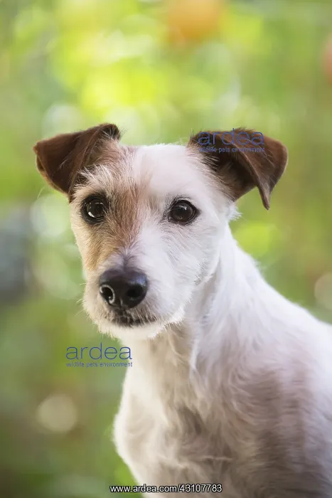  : Jack Russell Terrier Dog outdoors