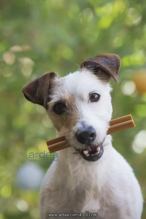  : Jack Russell Terrier Dog outdoors
