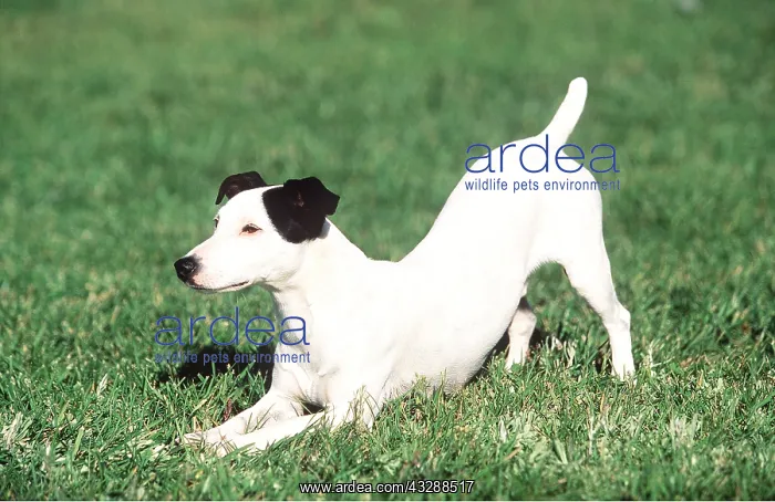 : Jack russell terrier DOG - play bow : Jack russell terrier DOG - play bow