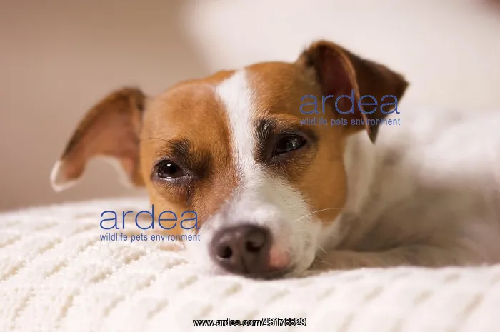 : Jack russell terrier dog portrait on pillow : Jack russell terrier dog portrait on pillow