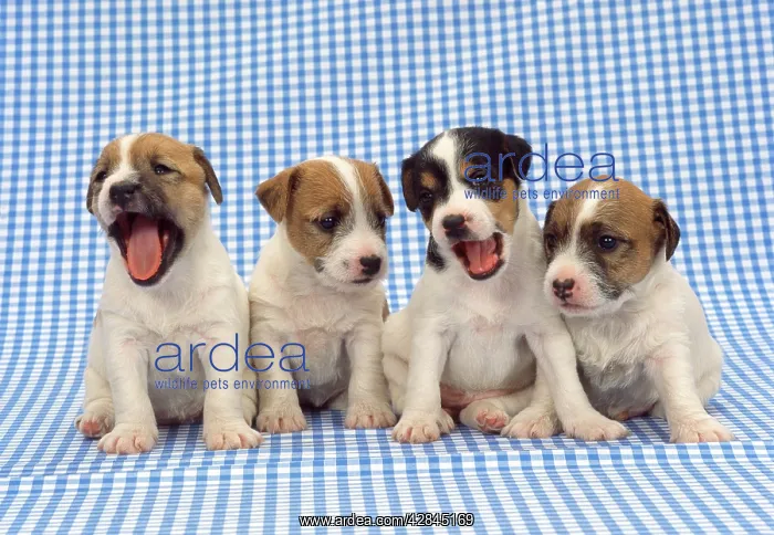  : Jack Russell Terrier Dog - puppies on blue gingham