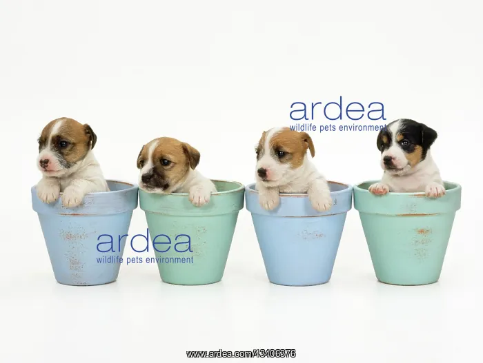 : Jack Russell Terrier Dog - puppies in flowerpots : Jack Russell Terrier Dog - puppies in flowerpots