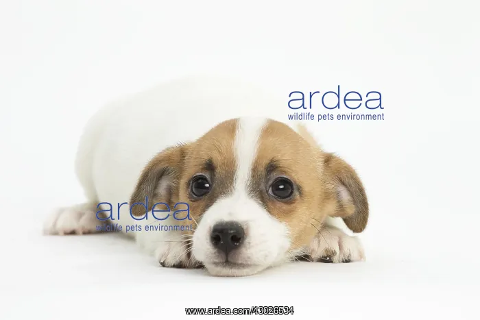  : Jack Russell Terrier Dog, puppy