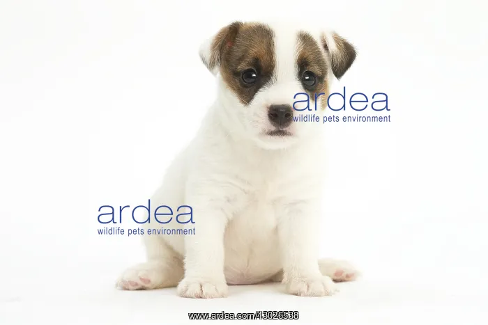  : Jack Russell Terrier Dog, puppy