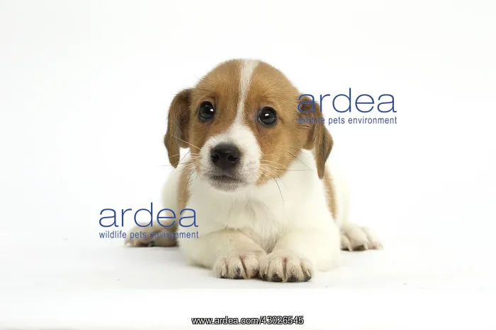  : Jack Russell Terrier Dog, puppy