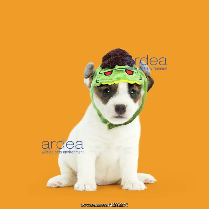 : Jack Russell Terrier Dog, puppy wearing Frankenstein's : Jack Russell Terrier Dog, puppy wearing Frankenstein's