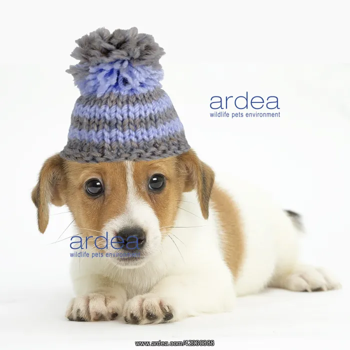 : Jack Russell Terrier Dog, puppy wearing a woollen bobble hat : Jack Russell Terrier Dog, puppy wearing a woollen bobble hat