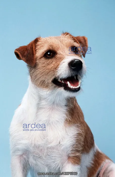 : Jack Russell Terrier DOG - sitting : Jack Russell Terrier DOG - sitting