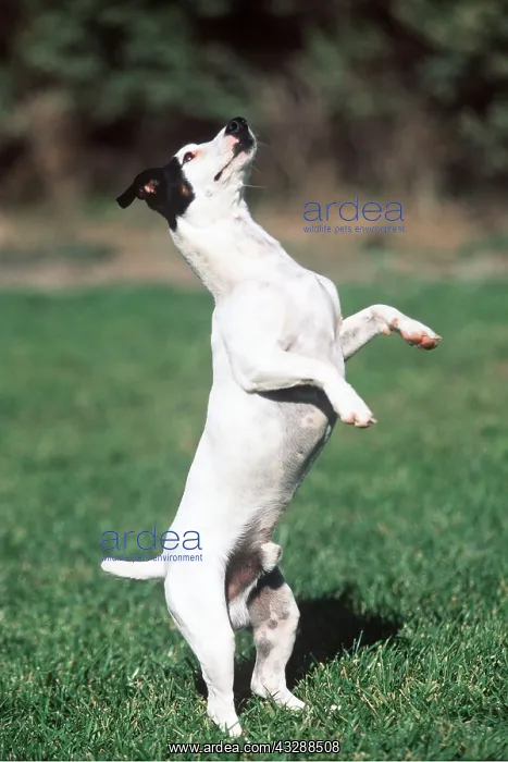 : Jack Russell Terrier Dog - standing up : Jack Russell Terrier Dog - standing up