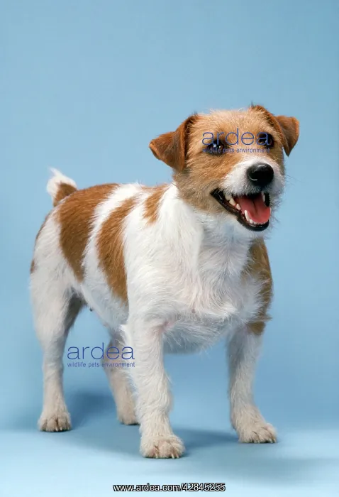  : Jack Russell Terrier Dog - standing, head on