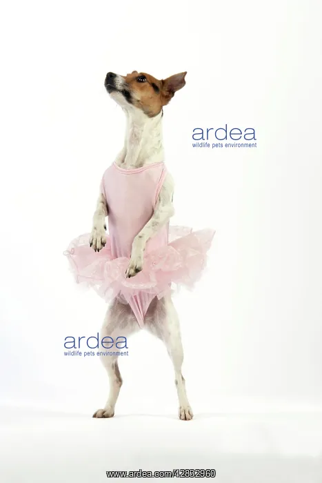  : Jack Russell Terrier Dog - wearing a tutu