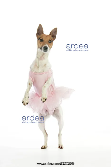  : Jack Russell Terrier Dog - wearing a tutu
