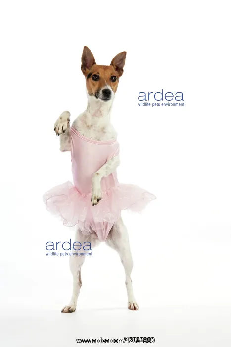  : Jack Russell Terrier Dog - wearing a tutu