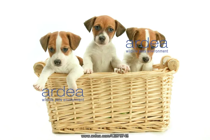 : Jack Russell Terrier Dogs - Three puppies in basket : Jack Russell Terrier Dogs - Three puppies in basket