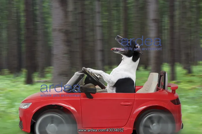 : Jack Russell Terrier, driving car through forest : Jack Russell Terrier, driving car through forest