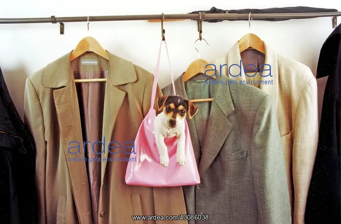 : Jack Russell Terrier in the handbag at the coat : Jack Russell Terrier in the handbag at the coat