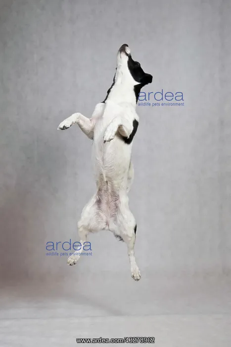 : Jack Russell Terrier jumping into the air : Jack Russell Terrier jumping into the air