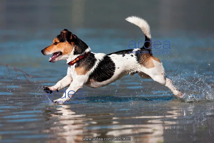 : Jack Russell Terrier jumping in water, North Tyrol : Jack Russell Terrier jumping in water, North Tyrol