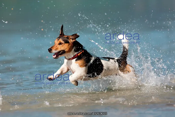 : Jack Russell Terrier jumping in water, North Tyrol : Jack Russell Terrier jumping in water, North Tyrol