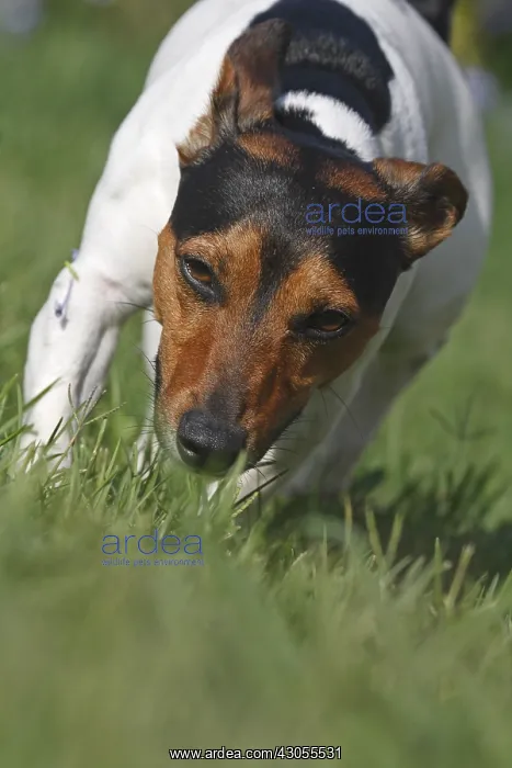 : Jack Russell Terrier on a lawn France : Jack Russell Terrier on a lawn France