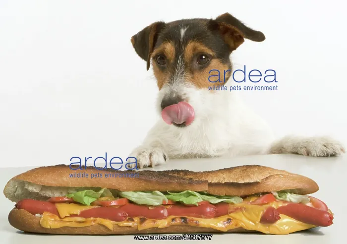 : Jack Russell Terrier - looking at sandwich on table : Jack Russell Terrier - looking at sandwich on table