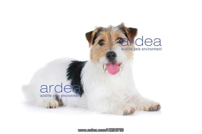 : Jack Russell Terrier, lying down : Jack Russell Terrier, lying down