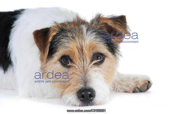 : Jack Russell Terrier, lying down, head resting on : Jack Russell Terrier, lying down, head resting on