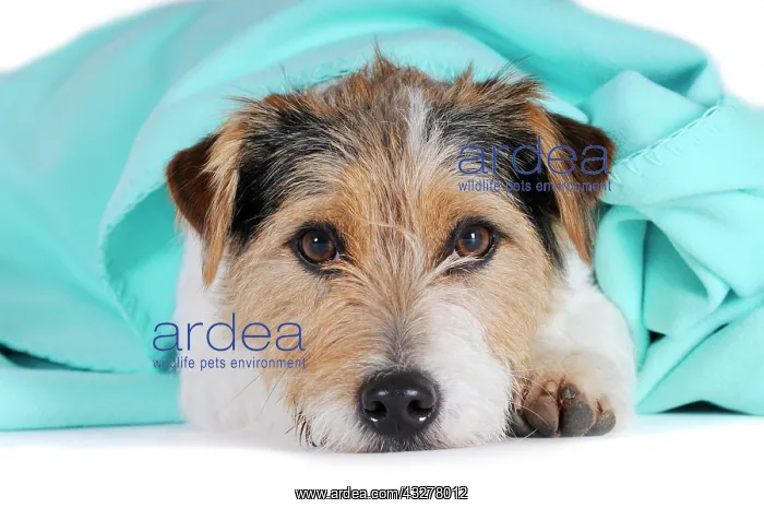 : Jack Russell Terrier, lying under a turquoise blanket : Jack Russell Terrier, lying under a turquoise blanket