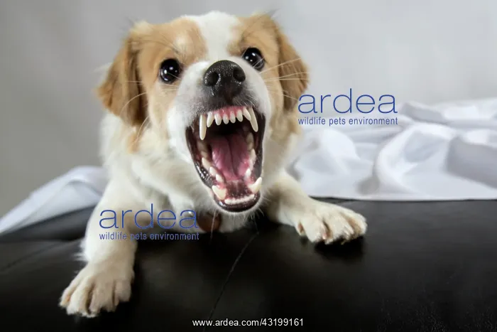 : Jack Russell Terrier mix baring its teeth : Jack Russell Terrier mix baring its teeth