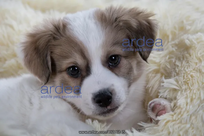 : Jack Russell Terrier mix, Puppy : Jack Russell Terrier mix, Puppy