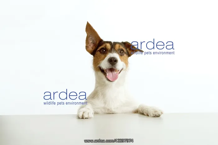 : Jack Russell terrier - with front paws on table : Jack Russell terrier - with front paws on table