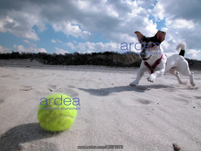 : Jack Russell Terrier plays ball on the beach, Baltic : Jack Russell Terrier plays ball on the beach, Baltic