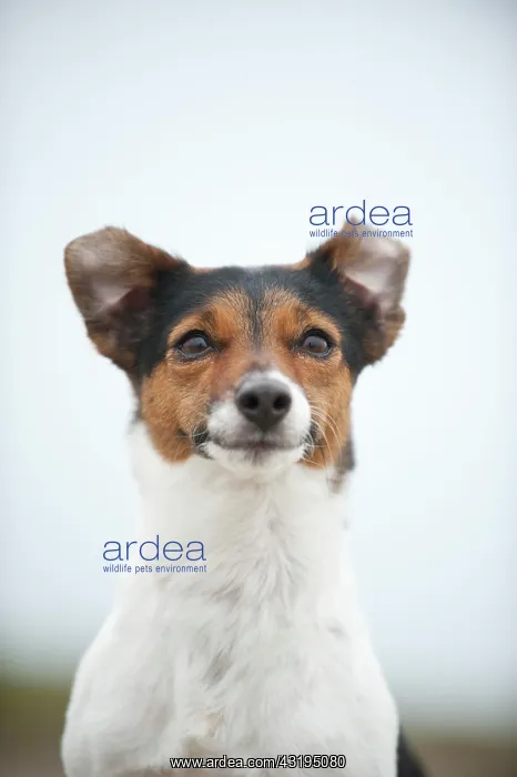 : Jack Russell Terrier, portrait : Jack Russell Terrier, portrait