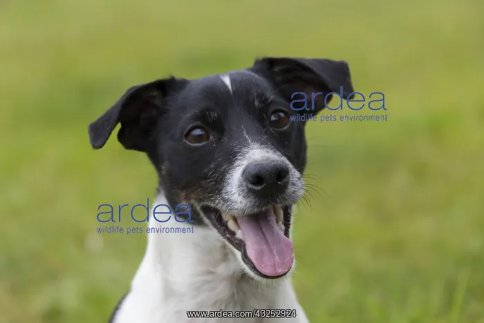 : Jack Russell Terrier - portrait of adult male - Germany : Jack Russell Terrier - portrait of adult male - Germany