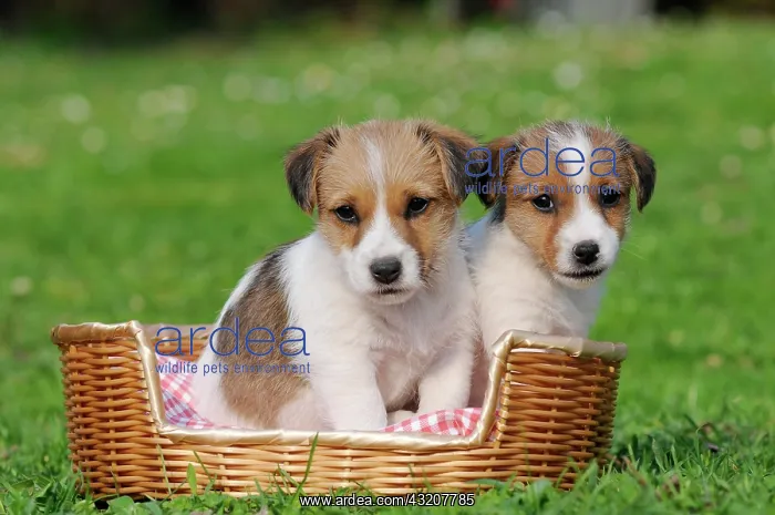 : Two Jack Russell Terrier puppies sitting in a basket : Two Jack Russell Terrier puppies sitting in a basket
